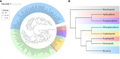 Out of the ocean: the timescale of molluscan evolution based on phylogenomics revealed the ages of mollusks’ evolutionary transitions into the novel environment